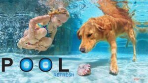 pool refresh dog